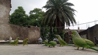 Beautiful Take Off 😍🥰❤  Day 260  Parrot​​s Natural Beauty  😍😍❤❤ [upl. by Aleahcim]