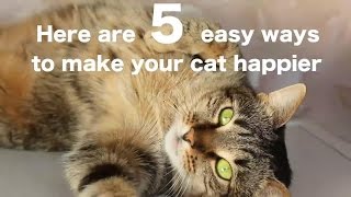 5 Easy Ways to Make Your Cat Happier [upl. by Einahc]