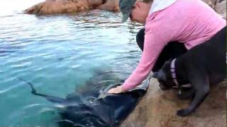 Hand feeding wild Stingrays [upl. by Ricky]