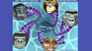 CARTA The Orangutan Neandertal and Denisovan Genomes [upl. by Jannel]