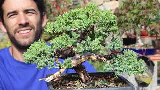 ¿Cómo hacer un bonsai paso a paso 4 años de evolución de un sonare desde cero [upl. by Jeremie608]