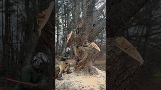 This Tree Must Die 😢arboriculture arborist treeremoval stihl 500i chainsaw viral shorts [upl. by Irem]