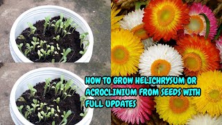 HOW TO GROW HELICHRYSUMACROCLINIUM FROM SEEDS WITH FULL UPDATES [upl. by Ira]