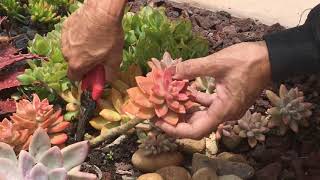 How to Prune Your Succulents [upl. by Shepp]