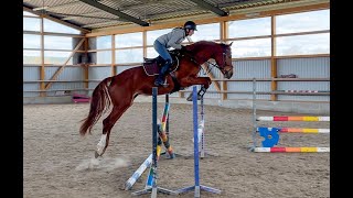 FOR SALE  2019 gelding by Calox  TALOX first jumps under saddle [upl. by Yetty]