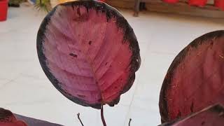 How to Grow and Care Calathea Picturata crimson [upl. by Esaertal]