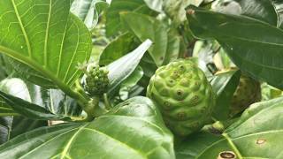 The Polynesian Noni plant history and medicinal qualities [upl. by Anawahs740]