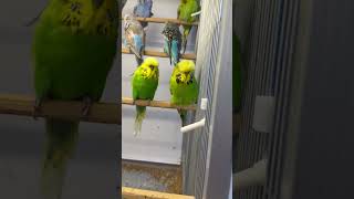 budgerigars birds budgiegar parrot budiges birdslover budgies budgerigar budgerigarbaby [upl. by Maryrose]