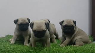 pug dog doglover music cute video breed puppy breed viralvideo pets cutedog cat pet [upl. by Elladine]