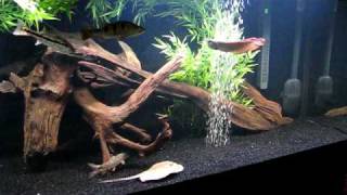 125 Gallon  Yepesi Stingray Silver Arowana Cichla Monoculus Cichla Temensis YoYo Loach [upl. by Noiemad700]