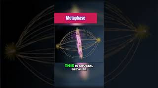 Metaphase of Mitosis 101 [upl. by Tempa]