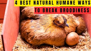 How To Make Your Hens Lay NONSTOP NATURAL WAYS TO ELIMINATE BROODINESS IN LAYING CHICKENS [upl. by Clothilde498]