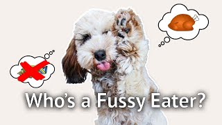 PUPPY A FUSSY EATER How to get a picky dog to eat food based on experience with a fussy cockapoo [upl. by Ahsem]