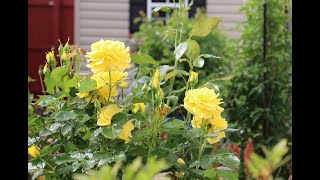 Garden Diary End of May ll 5302024 ll Garden Roses ll 花園玫瑰 ll 499 [upl. by Wilhelm775]