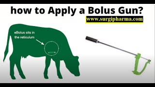 Metal bolus gun  How to Apply Capsules using the Bolus Gun at farms to animals [upl. by Ledah]