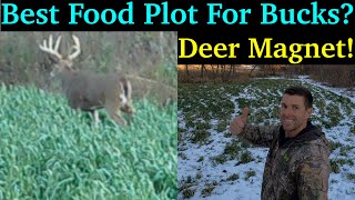 Oats Food Plot Winter Update  Still Attracting Deer Every Day [upl. by Oxley]