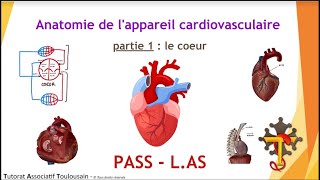 Anatomie de lappareil cardiovasculaire  partie 1  Le Cœur  Tutorat Associatif Toulousain [upl. by Michigan]