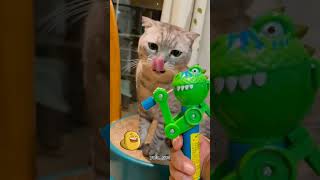 funnyshorts cat funnyvideo kucinglucu [upl. by Zirkle799]