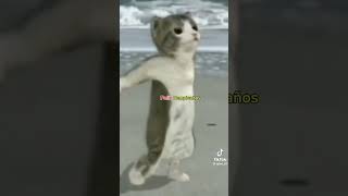 capcut apoyoplis voiceeffects felizcumpledía nosexd cat tiktok random viralvideos funny [upl. by Yornoc278]