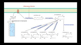 Eicosanoid Biosynthesis Part 1  Prostaglandins amp Thromboxane A2 [upl. by Akerdna26]