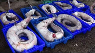 Fishing video conger eel fishery  Pescaria de congros تفري pescado congrioغ الأسماك ثعبان البحر [upl. by Lamond]