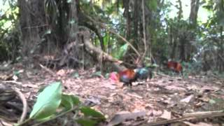 Pikat Ayam Hutan 1 [upl. by Mosnar25]