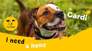 Cardi the super Staffie  Dogs Trust Manchester [upl. by Rona944]