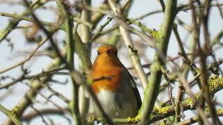 240928 RSPB Saltholme highlights [upl. by Arhez]