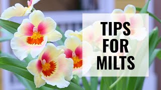 7 Tips for Growing and Reblooming Miltoniopsis  ORCHID CARE [upl. by Alleynad]