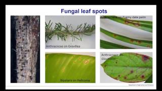 Webinar  Comparing Fungal and Bacterial Leaf Spots [upl. by Ibson89]