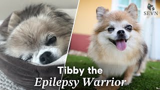 Adorable Chihuahua is Diagnosed with Idiopathic Epilepsy [upl. by Niddala715]