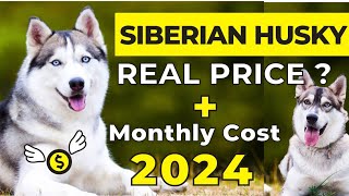 Siberian Husky Price In India 2024  Siberian Husky Price and Monthly Expenses  Siberian Husky [upl. by Acirretal]