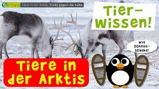 Wie überleben Tiere die eisige Kälte in der Arktis [upl. by Acilef]