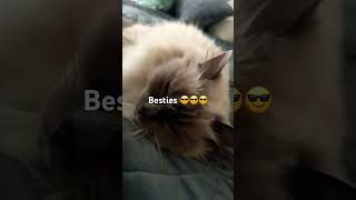 Siamese Cat Floyd amp Ragdoll Cat Willow Friday besties [upl. by Nishi]