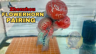 Flowerhorn preparation for breeding [upl. by Elisee]