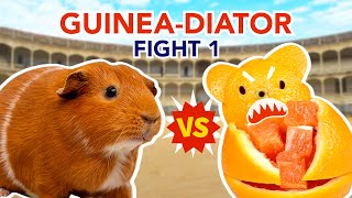 GuineaDiator Guinea Pig vs Orange Bear Fight 1  GuineaDad [upl. by Nosle]