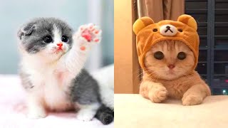 The Most Lovely Super Cute Kittens In The World  Cute Cat Of TikToks [upl. by Marelda]