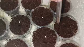 How to sow pelletized lettuce seeds  Rijk Zwaan [upl. by Mesics482]