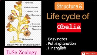 Structure and life cycle of Obelia l BSc Zoology l Full details l Explanation l kkeducationn [upl. by Llevert]