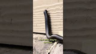 Following an American Giant Millipede [upl. by Aneahs]