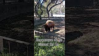 Ecoparque ciudad de Buenos Aires [upl. by Alamak509]