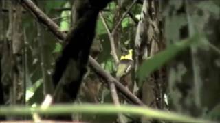 GoldenCollared Manakin at Bocas del Toro [upl. by Johna]