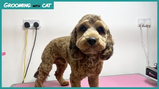 I groomed this Dog for the first time after being Rescued  Charlie the Cockerpoo Grooming with Cat [upl. by Attenor79]