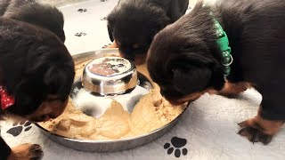 3 Week Old Puppies Try Mush for the first time [upl. by Proudfoot]