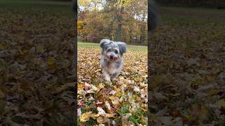 crispy 🍂 season autumn foliage fall dog havanese [upl. by Ragen]