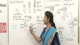 Dr Ruby Singh Albugo Reproduction Part 2 BSc Botany [upl. by Ipoillak]