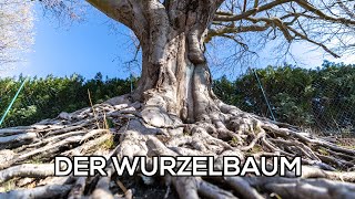 Naturfotografie  Der Wurzelbaum [upl. by Pliam81]