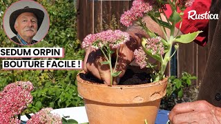 🌸 Comment bouturer le sedum orpin  🌼 [upl. by Oran123]