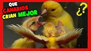 ¿QUE TIPOS DE CANARIOS CRIAN MEJOR 😍 Canarios Más Fáciles de Criar 🐤 CRIA DE CANARIOS [upl. by Ecirtra]