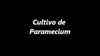 Cultivo de Paramecium infusorios [upl. by Adnorehs]